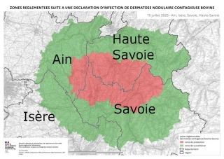 Dermatose nodulaire contagieuse : les vaccins arrivent