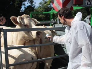 un vétérinaire, une vache