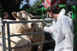 un vétérinaire, une vache