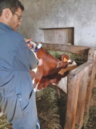 vaccination bovin