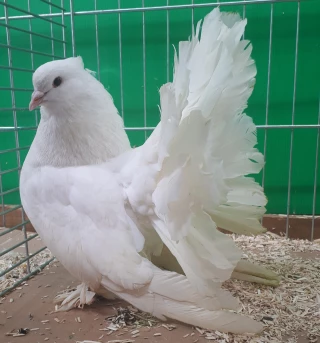 Mille et un animaux à Beaucroissant