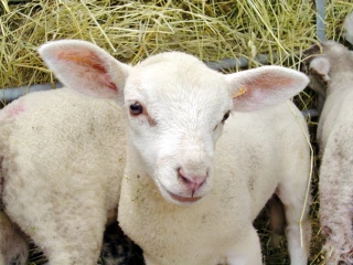 La télédéclaration des aides animales est en cours