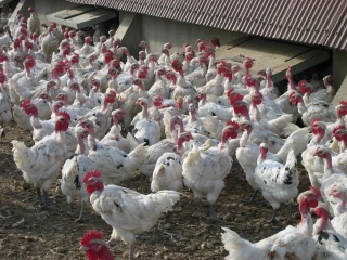 Influenza aviaire : vers 400 000 abattages, la CFA s'impatiente sur les indemnisations