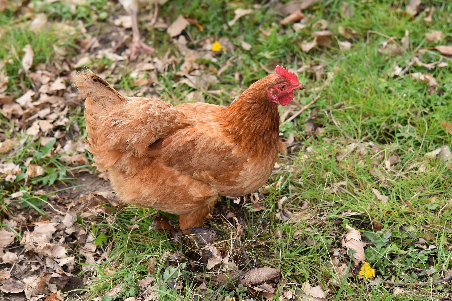 Vente de poules pondeuses