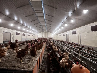 Influenza aviaire : passage au niveau de risque élevé