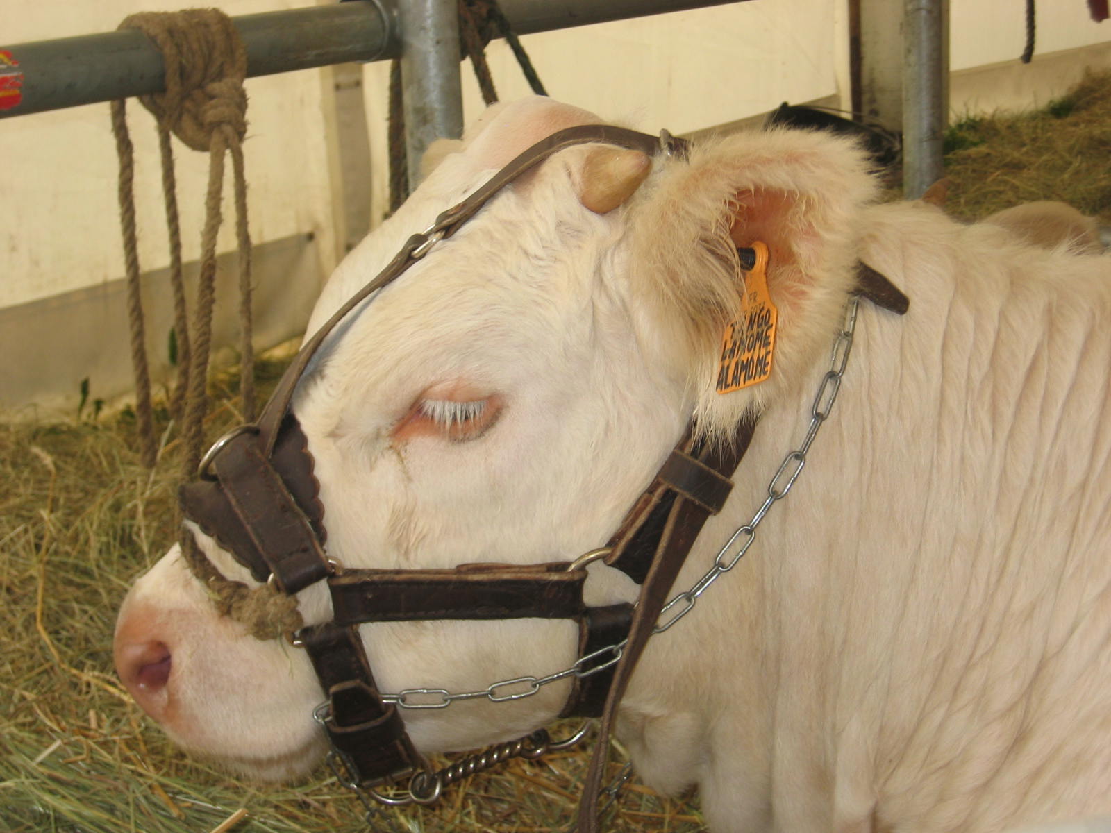 Viande bovine : la FNB réitère sa demande d'un coût de production minimum