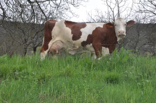 Génétique animale : les financements du Casdar se précisent  