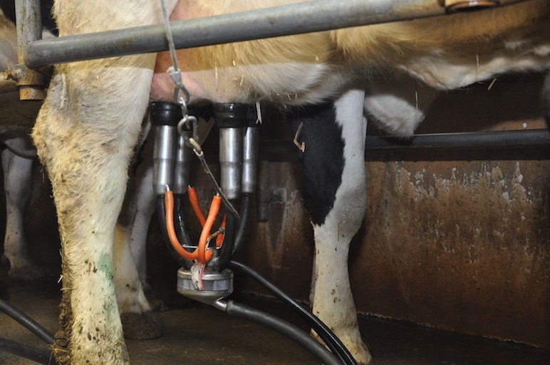 Lait : l’indicateur de prix de revient pour les éleveurs en légère hausse