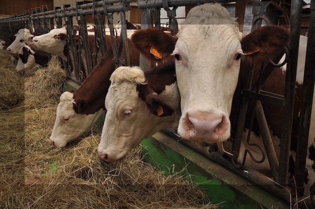 Les Vingt-sept approuvent un premier additif pour les vaches laitières