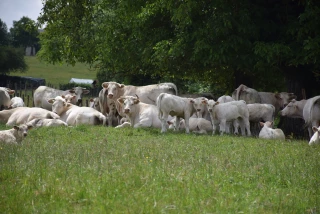 Qui veut la peau des vaches ?