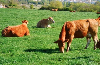 Viande rouge et environnement :  en finir avec les contre-vérités