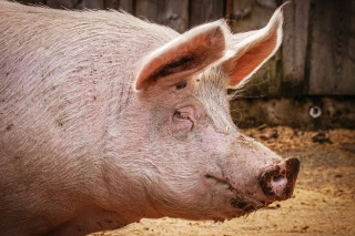 Cas de botulisme en Isère