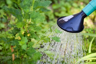 Alerte sécheresse et mesures de restriction en agriculture