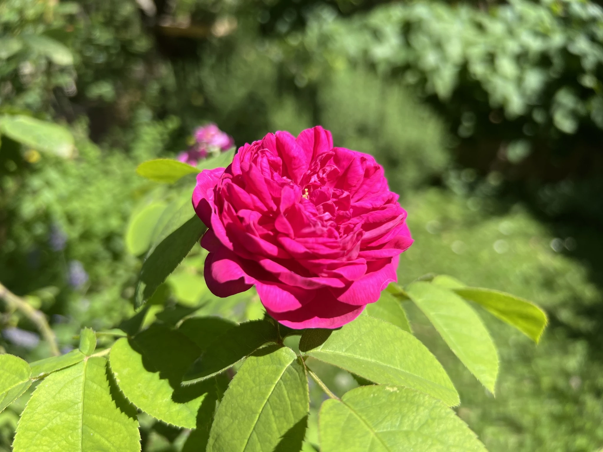 Musée de Saint-Antoine-l’Abbaye
