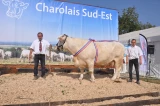 2 hommes un taureau