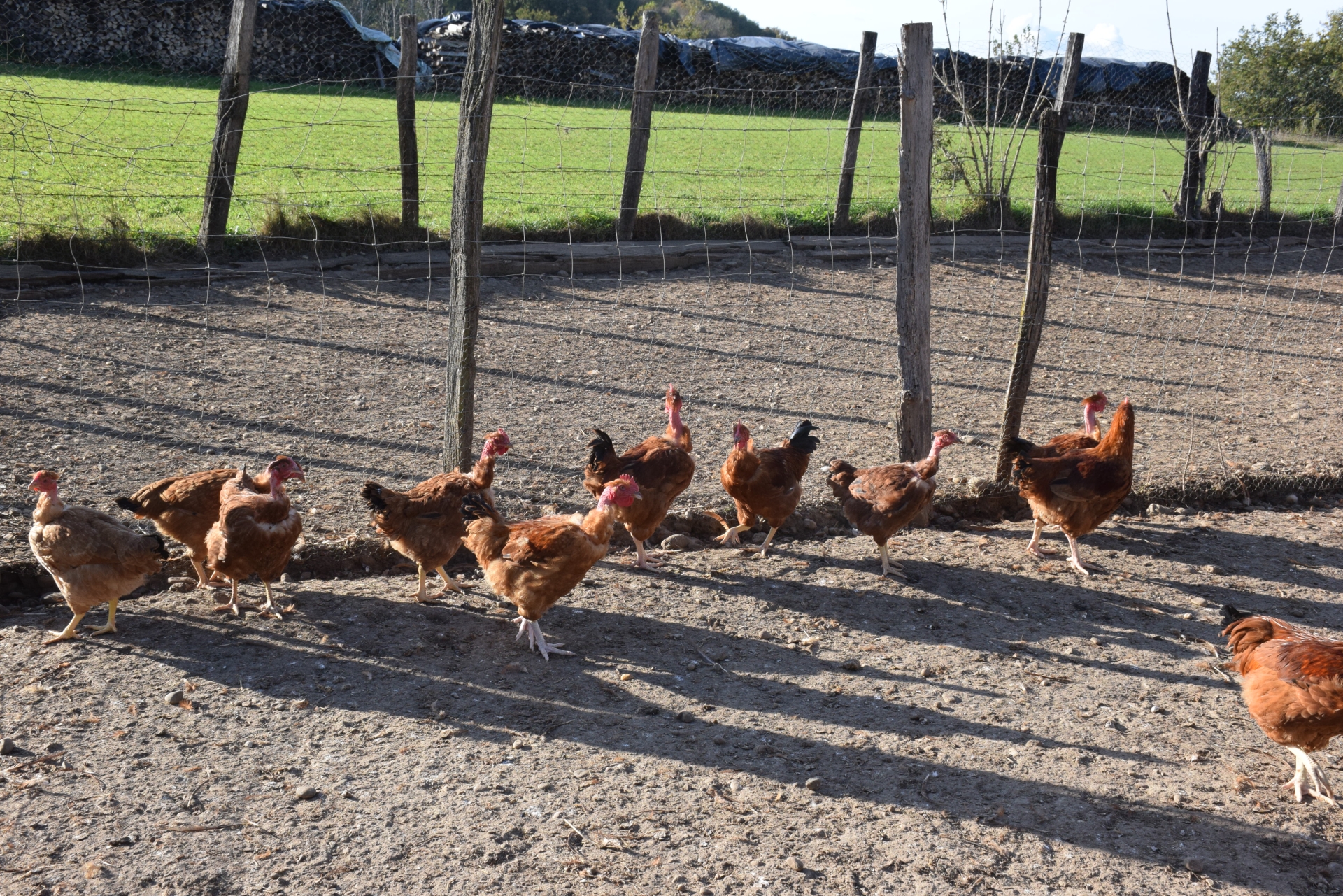 Influenza aviaire : deux premiers foyers dans le Sud-ouest  