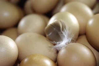 Forte progression du logo «Œufs de France» en ovoproduits