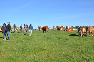 La simmental muscle ses effectifs