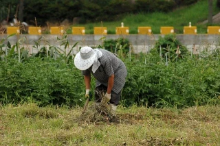 Salariés agricoles : la garantie Visale s’élargit aux plus de 30 ans