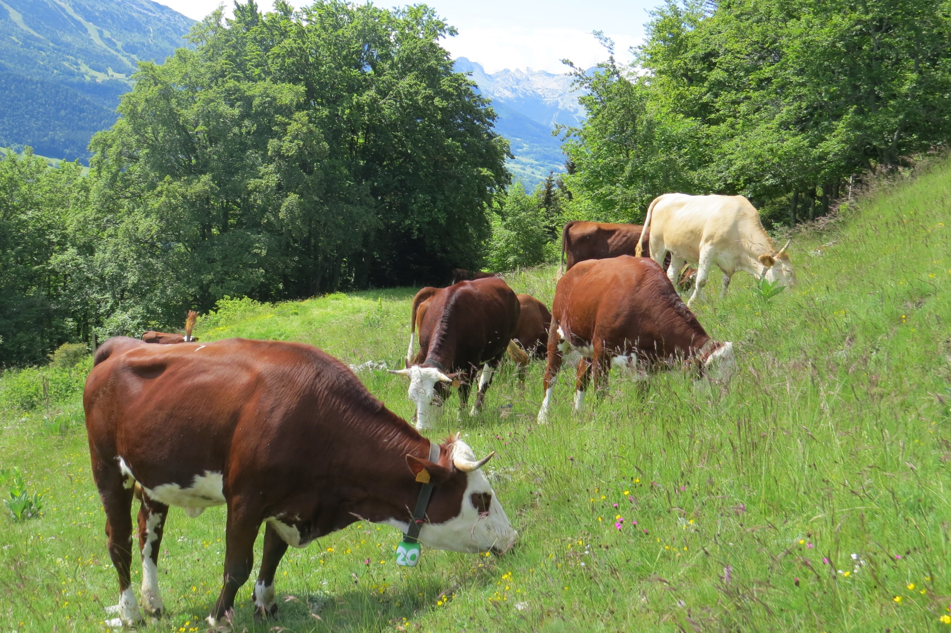 Brucellose bovine : un élevage abattu en Haute-Savoie