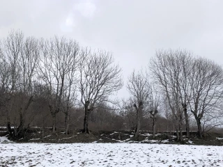La Matheysine, le royaume des trognes