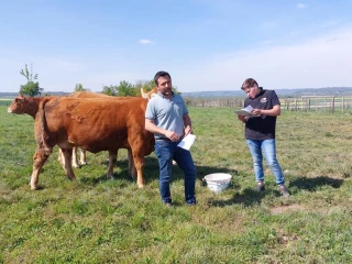 Herd-book limousin Est : une activité stable