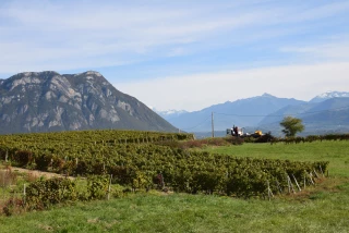 Dégâts de grêle sur le vignoble de Chapareillan