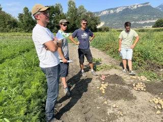 La pomme de terre se développe en Isère