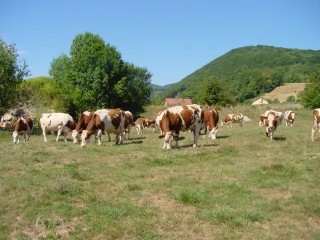 « L’amour vache », un documentaire signé Edouard Bergeon