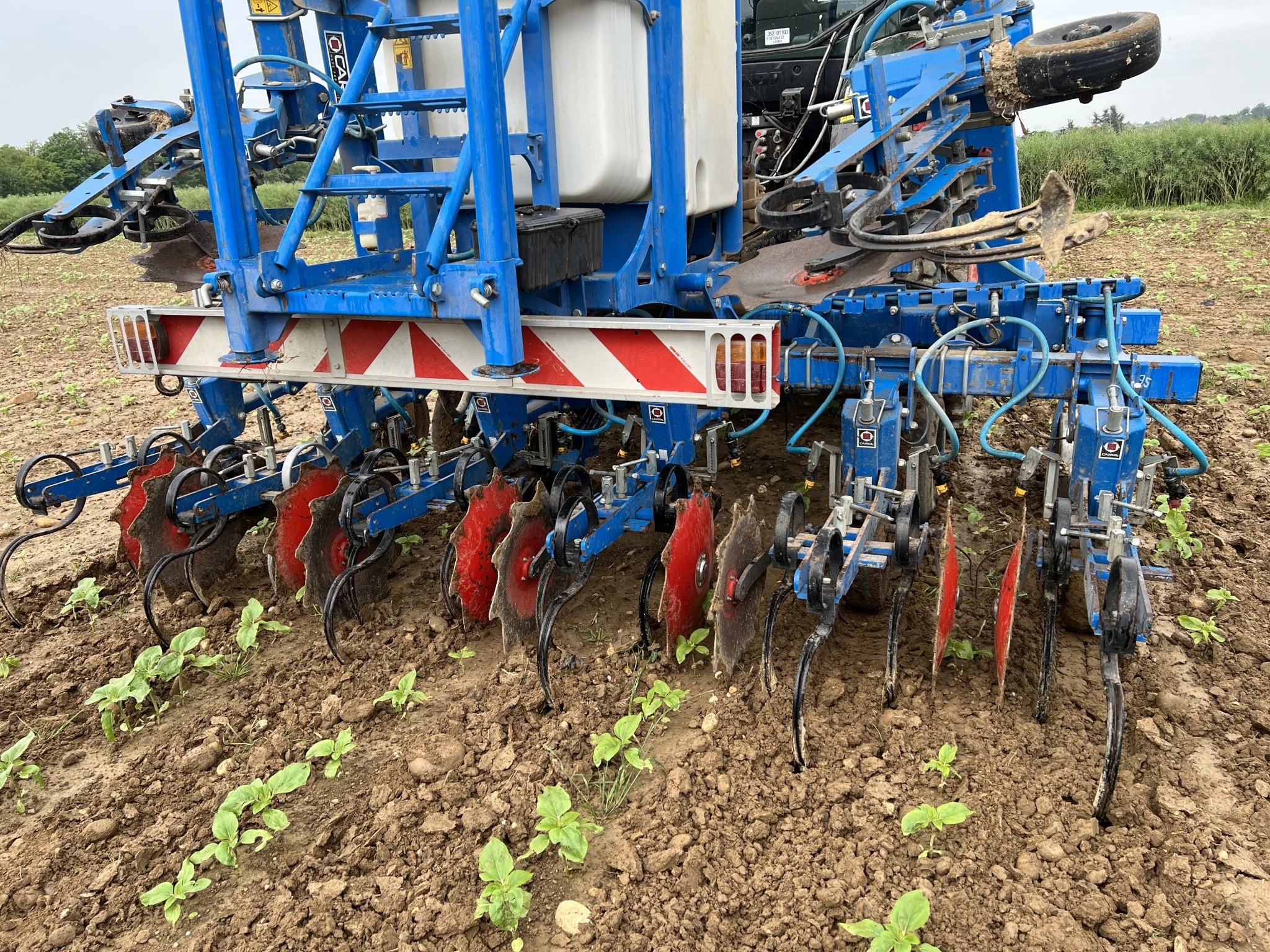 Désherbiner en tournesol, maïs et colza