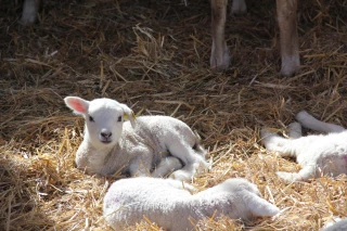 Ne pas rater la fin de gestation des brebis 