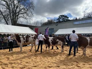 Les éleveurs montbéliards de l'Isère ont organisé un concours et une vente aux enchères à la MFR de Mozas