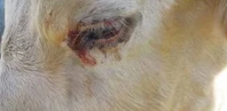 La dermatose nodulaire présente en Savoie