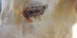 La dermatose nodulaire présente en Savoie